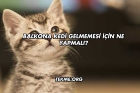 Balkona Kedi Gelmemesi İçin Ne Yapmalı?