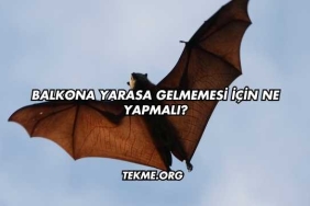 Balkona Yarasa Gelmemesi İçin Ne Yapmalı?