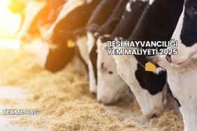 Besi Hayvancılığı Yem Maliyeti 2025