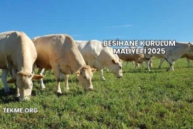 Besihane Kurulum Maliyeti 2025