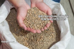 Bir Tavuğun Günlük Yem Maliyeti 2025