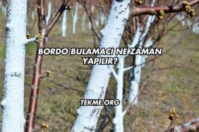 Bordo Bulamacı Ne Zaman Yapılır?