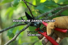 Budama Ne Zaman Yapılır