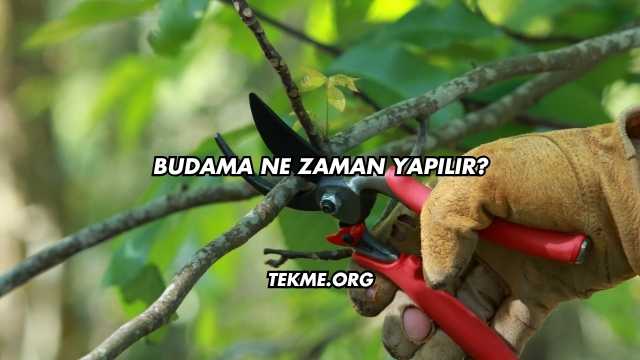 Budama Ne Zaman Yapılır