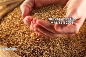 Buğday Üretim Maliyeti 2025