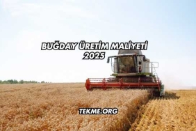 Buğday Üretim Maliyeti 2025