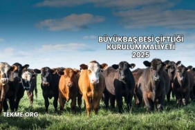 Büyükbaş Besi Çiftliği Kurulum Maliyeti 2025