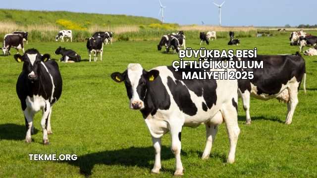 Büyükbaş Besi Çiftliği Kurulum Maliyeti 2025