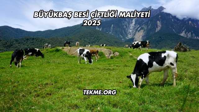 Büyükbaş Besi Çiftliği Maliyeti 2025
