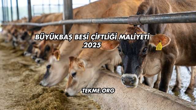 Büyükbaş Besi Çiftliği Maliyeti 2025