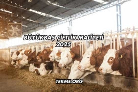 Büyükbaş Çiftlik Maliyeti 2025