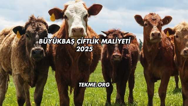 Büyükbaş Çiftlik Maliyeti 2025