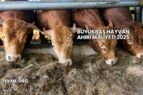 Büyükbaş Hayvan Ahırı Maliyeti 2025