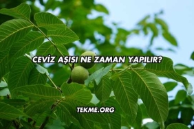 Ceviz Aşısı Ne Zaman Yapılır?