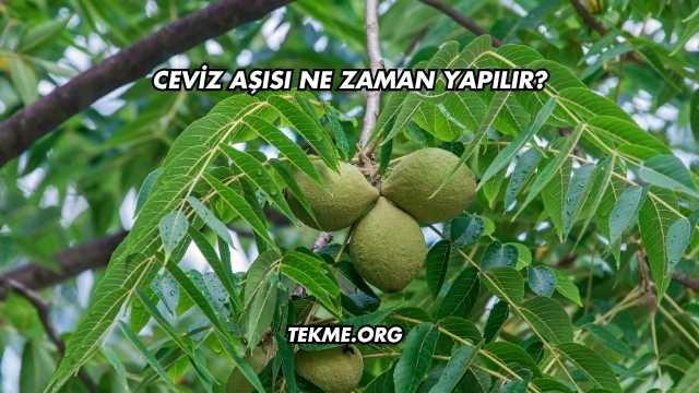 Ceviz Aşısı Ne Zaman Yapılır?