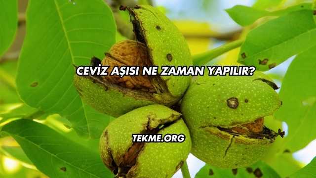 Ceviz Aşısı Ne Zaman Yapılır?