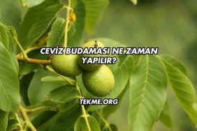 Ceviz Budaması Ne Zaman Yapılır?