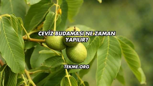 Ceviz Budaması Ne Zaman Yapılır?