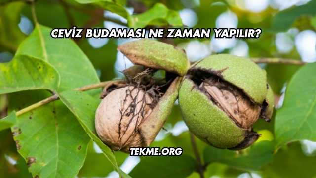 Ceviz Budaması Ne Zaman Yapılır?