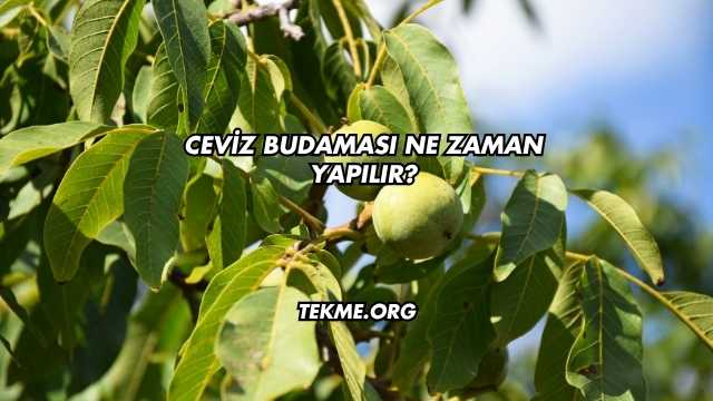 Ceviz Budaması Ne Zaman Yapılır?