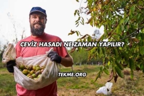 Ceviz Hasadı Ne Zaman Yapılır?