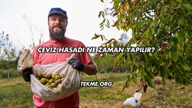 Ceviz Hasadı Ne Zaman Yapılır?
