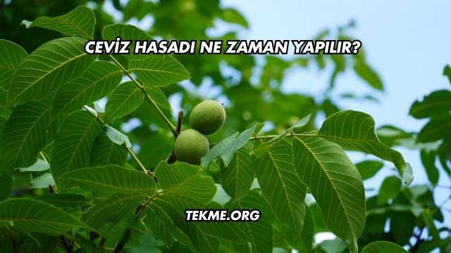 Ceviz Hasadı Ne Zaman Yapılır?