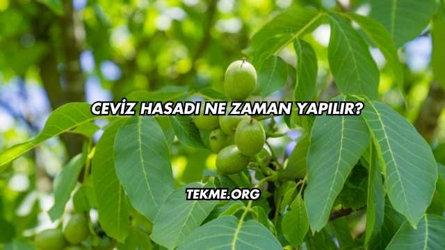 Ceviz Hasadı Ne Zaman Yapılır?
