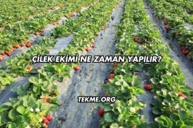 Çilek Ekimi Ne Zaman Yapılır?