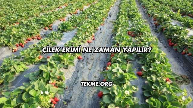 Çilek Ekimi Ne Zaman Yapılır?