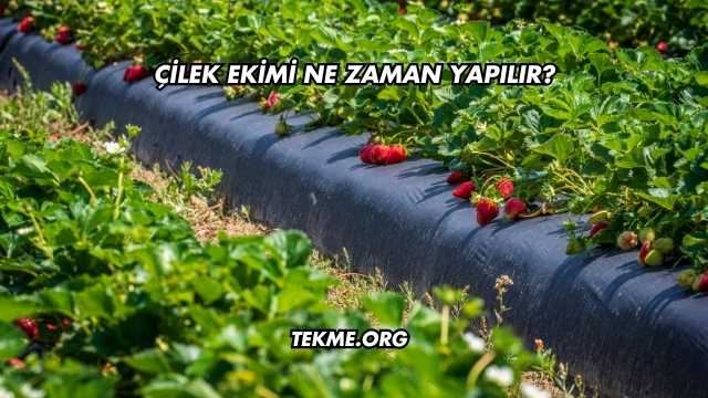 Çilek Ekimi Ne Zaman Yapılır?