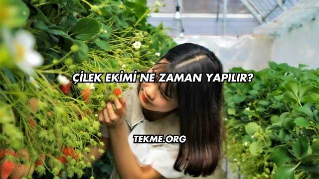 Çilek Ekimi Ne Zaman Yapılır?