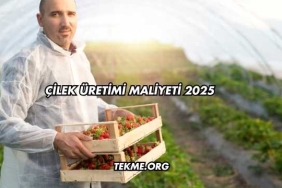 Çilek Üretimi Maliyeti 2025