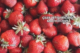Çilek Yetiştiriciliği Maliyeti 2025