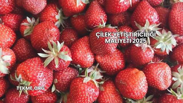 Çilek Yetiştiriciliği Maliyeti 2025