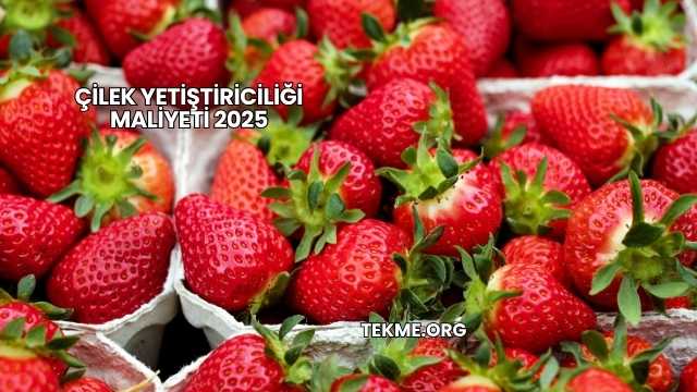 Çilek Yetiştiriciliği Maliyeti 2025