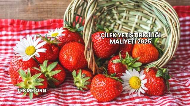 Çilek Yetiştiriciliği Maliyeti 2025