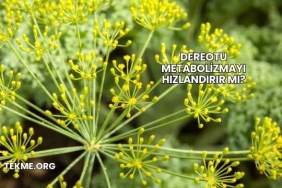 Dereotu Metabolizmayı Hızlandırır mı?