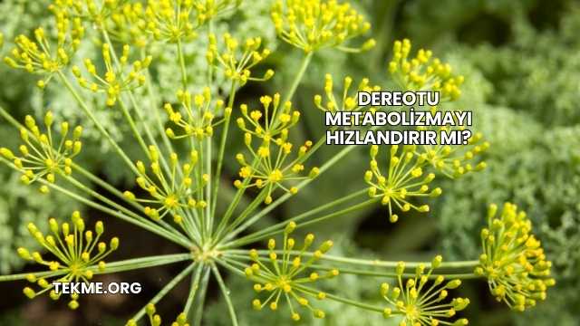 Dereotu Metabolizmayı Hızlandırır mı?