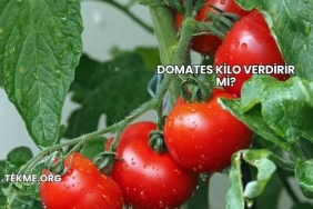 Domates Kilo Verdirir mi?