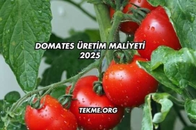 Domates Üretim Maliyeti 2025