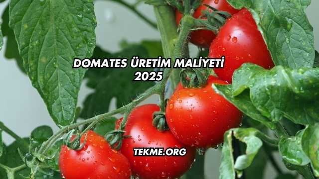 Domates Üretim Maliyeti 2025