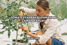Domates Yaprak Budaması Ne Zaman Yapılır?