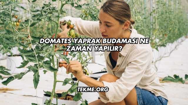 Domates Yaprak Budaması Ne Zaman Yapılır?