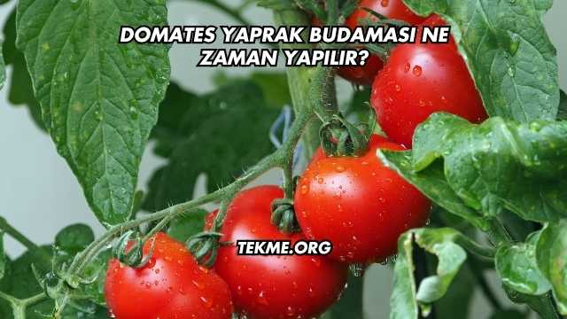 Domates Yaprak Budaması Ne Zaman Yapılır?