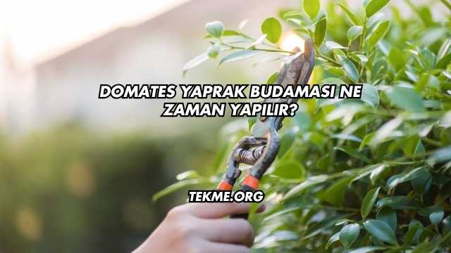 Domates Yaprak Budaması Ne Zaman Yapılır?