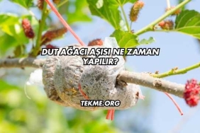 Dut Ağacı Aşısı Ne Zaman Yapılır?