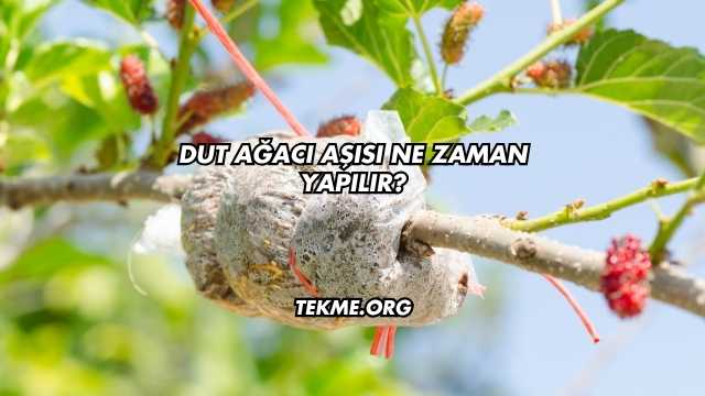 Dut Ağacı Aşısı Ne Zaman Yapılır?