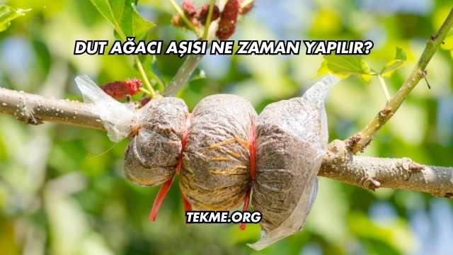 Dut Ağacı Aşısı Ne Zaman Yapılır?