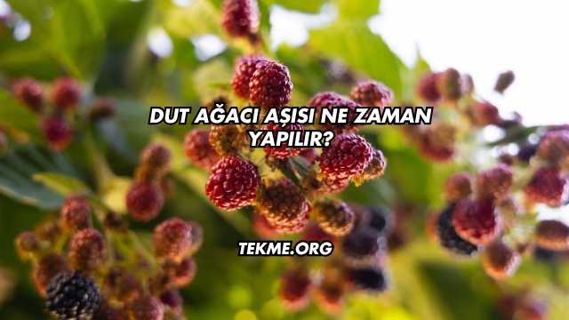 Dut Ağacı Aşısı Ne Zaman Yapılır?